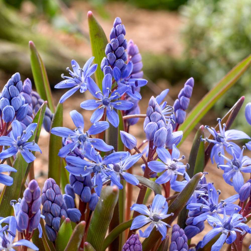 Scilla Bifolia Blå